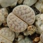 Lithops gracilidelineata Succulents Garden Plants 100 PCS Seeds
