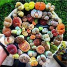 Lithops Mixed 36 Types Imported 100 PCS Seeds