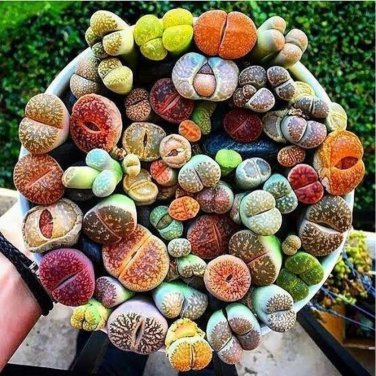 Lithops Mixed 36 Types Imported 100 PCS Seeds