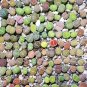 Lithops Mixed 36 Types Imported 100 PCS Seeds