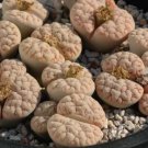 Lithops gracilidelineata C385 Succulents Garden Plants 100 PCS Seeds