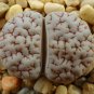 Lithops gracilidelineata C385 Succulents Garden Plants 100 PCS Seeds