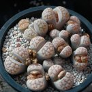 Lithops karasmontana C225 Succulents Garden Plants 100 PCS Seeds
