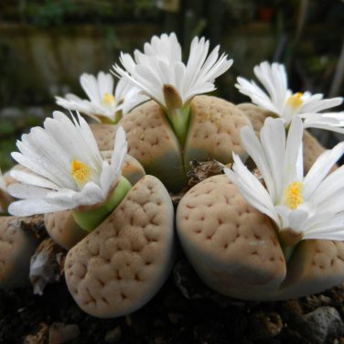 Lithops gracilidelineata C243 Succulents Garden Plants 100 PCS Seeds