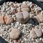 Lithops gracilidelineata C243 Succulents Garden Plants 100 PCS Seeds