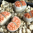 Lithops karasmonta Succulents Garden Plants 100 PCS Seeds