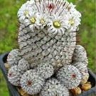 Lithops Flower 200 PCS Seeds