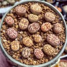 LITHOPS dorothea Succulents Garden Plants 100 PCS Seeds