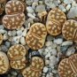 LITHOPS dorothea Succulents Garden Plants 100 PCS Seeds