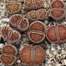 Lithops Julii 'Kosogyoku' 10 PCS Seeds