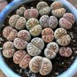 Lithops Julii 'Kosogyoku' 10 PCS Seeds