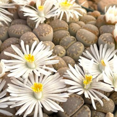 Lithops julii C218A Succulents Garden Plants 100 PCS Seeds