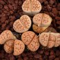 Lithops julii C218A Succulents Garden Plants 100 PCS Seeds