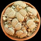 Lithops julii C161 Succulents Garden Plants 100 PCS Seeds