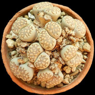 Lithops julii C161 Succulents Garden Plants 100 PCS Seeds
