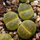 LITHOPS lesliei mix Succulents Garden Plants 100 PCS Seeds
