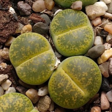 LITHOPS lesliei mix Succulents Garden Plants 100 PCS Seeds