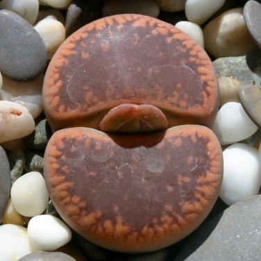 LITHOPS aucampiae C46 Succulents Garden Plants 100 PCS Seeds