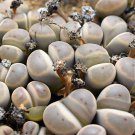 Lithops dinteri subsp. dinteri var. brevisa PCS Seeds Lithops dinteri subsp. dinteri var. brevisa PCS Seeds