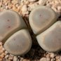 Lithops dinteri subsp. dinteri var. brevisa PCS Seeds
