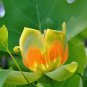 Liriodendron Tulipifera 100 PCS Seeds