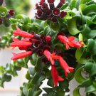 Lipstick Flower 15 PCS Seeds Lipstick Flower 15 PCS Seeds