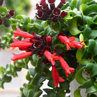 Lipstick Flower 15 PCS Seeds