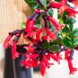 Lipstick Flower 15 PCS Seeds