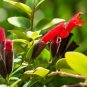 Lipstick Flower 15 PCS Seeds