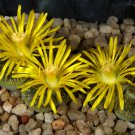 Lithops lesliei C341 Succulents Garden Plants 100 PCS Seeds