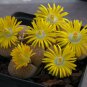 Lithops lesliei C341 Succulents Garden Plants 100 PCS Seeds