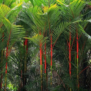 Lipstick Palm Cyrtostachys 100 PCS Seeds