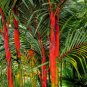Lipstick Palm Cyrtostachys 100 PCS Seeds