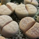 Lithops Karasmotana Var mickbergensis 10 PCS Seeds Lithops Karasmotana Var mickbergensis 10 PCS Seeds