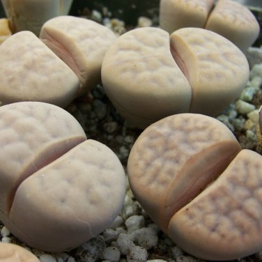 Lithops Karasmotana Var mickbergensis 10 PCS Seeds
