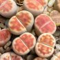 Lithops Karasmotana Var mickbergensis 10 PCS Seeds