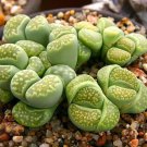 Lithops C56A Succulents Garden Plants 100 PCS Seeds