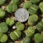 Lithops C56A Succulents Garden Plants 100 PCS Seeds
