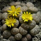 Lithops bromfieldii C43 Succulents Garden Plants 100 PCS Seeds Lithops bromfieldii C43 Succulents Garden Plants 100 PCS Seeds