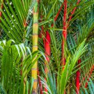 Lipstick Palm Cyrtostachys Renda Tree 10 PCS Seeds Lipstick Palm Cyrtostachys Renda Tree 10 PCS Seeds