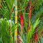 Lipstick Palm Cyrtostachys Renda Tree 10 PCS Seeds