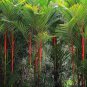 Lipstick Palm Cyrtostachys Renda Tree 10 PCS Seeds