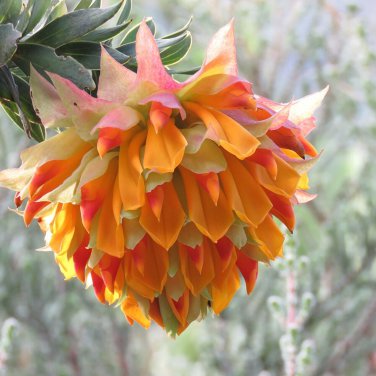 Liparia splendens Flower Mountain Dahlia Flowering Plant 2 PCS Seeds