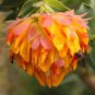 Liparia splendens Flower Mountain Dahlia Flowering Plant 2 PCS Seeds