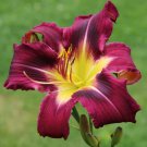 Lily Daylily Bonsai Unique 50 PCS Seeds