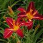Lily Daylily Bonsai Unique 50 PCS Seeds