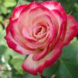 New Midnight Supreme Rose Pink Rose Red Strip Fichier Rose 50 PCS Seeds