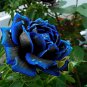 New Midnight Supreme Rose Pink Rose Red Strip Fichier Rose 50 PCS Seeds