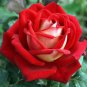 New Midnight Supreme Rose Pink Rose Red Strip Fichier Rose 50 PCS Seeds