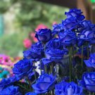 New Midnight Supreme Rose Bush Flower 50 PCS Seeds